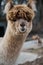 Vertical portrait of an Alpaca (Lama pacos) staring at the camera