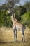 Vertical portrait of a baby giraffe with no tail in Moremi Okavango Delta in Botswana