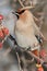 Vertical Portrait of a Bohemian Waxwing