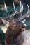 Vertical portrait of bugling elk