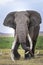 Vertical portrait of the bull elephant called Tim famous for his enormous tusks walking in Amboseli Kenya