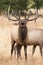 Vertical portrait of bull elk bugling