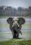 Vertical portrait of a charging bull elephant walking across wet plains in Amboseli in Kenya