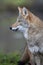 Vertical portrait of coyote with head turned to the side