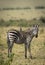 Vertical portrait of a cute baby zebra standing with a lilac breasted roller in Masai Mara in Kenya