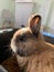 Vertical portrait of a cute brown rabbit with small eyes and whiskers