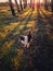 Vertical portrait of a dog walking in the forest. Beautiful sunset scene with the sun beams slipping through the pine trees.