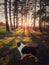 Vertical portrait of a dog walking in the forest. Beautiful sunset scene with the sun beams slipping through the pine trees.