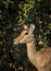 Vertical portrait of a female impala standing alert in Savuti in Botswana