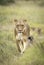 Vertical portrait of a female lioness leading her small cubs in green bush in Savuti Okavango Delta in Botswana