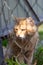 Vertical portrait of a ginger cat behind bars