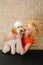 Vertical portrait of happy female groomer holding curly Labradoodle dog after haircutting at grooming salon.