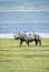 Vertical portrait of a large black rhino walking in the Ngorongoro Crater in Tanzania