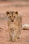 Vertical portrait of a lion cub standing and looking alert in Kruger Park