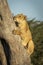 Vertical portrait of a lioness climbing tree in Savuti Botswana