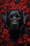 Vertical. Portrait of Majestic Black Pedigree Dog Amongst Stunning Red Roses.