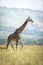Vertical portrait of a male giraffe walking in Masai Mara plains in Kenya