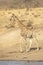 Vertical portrait of a male giraffe walking near river in Kruger Park in South Africa