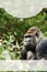 Vertical portrait of a male gorilla, close-up. Background with copy space