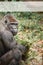 Vertical portrait of a male gorilla, close-up. Background with copy space. Alpha male. Copy space