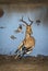 Vertical portrait of a male impala leaping out of muddy edge of water in Kruger Park in South Africa