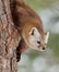 Vertical portrait of a marten perched on a frozen branch of a tree