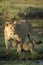 Vertical portrait of a mother lioness and her lion cub in Ndutu Tanzania