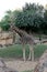 Vertical portrait of a northern giraffe from the african savannah looking at camera