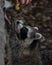 Vertical portrait of a raccoon reaching for a grape