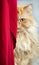 Vertical portrait of red half persian cat with yellow eyes looking from behind red curtain. Domestic beautiful beloved cat.