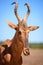 Vertical portrait of a red hartebeest