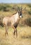 Vertical portrait of a roan antelope walking in grass in Savuti in Botswana