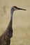 Vertical portrait of a Sandhill Crane, Grus canadensis