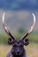 Vertical portrait shot of Sambar deer standing in a blurry  field background on rainy day