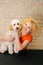 Vertical portrait of smiling female groomer holding curly Labradoodle dog after haircutting at grooming salon.