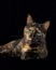 Vertical portrait of a tortie torbie tabby cat with intense green eyes