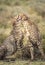 Vertical portrait of two adult cheetahs greeting each other in Ndutu in Tanzania