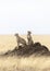 Vertical portrait of two cheetah sitting on a large termite mound in Serengeti in Tanzania