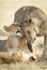 Vertical portrait of two lions showing affection in Masai Mara in Kenya