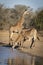 Vertical portrait of two thirsty giraffe standing at the edge of a waterhole drinking water in Kruger Park in South Africa