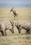 Vertical portrait of two topi antelope fighting in Masai Mara in Kenya