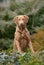 Vertical portrait of a typical Chesapeake Bay Retriever dog in the forest