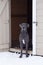 Vertical portrait of very tall and muscular male blue great Dane with uncropped ears and white chest markings