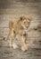 Vertical portrait of a walking adult female lioness in Ndutu in Tanzania