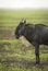 Vertical portrait of a wildebeest standing still in the rain in Ngorongoro Crater in Tanzania