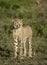 Vertical portrait of a young cheetah with beautiful amber eyes looking into the sun in Ndutu Tanzania