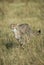 Vertical portrait of a young cheetah running in Masai Mara in Kenya