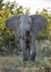 Vertical portrait of a young elephant with small tusks standing in the bush in Savuti Reserve in Botswana