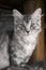 Vertical portrait of young gray cat kitty. Photo of kitten in winter time. Cute and sweet cat kitty posing and looking to came