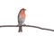 Vertical profile of perched house finch